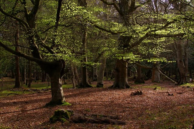 New Forest