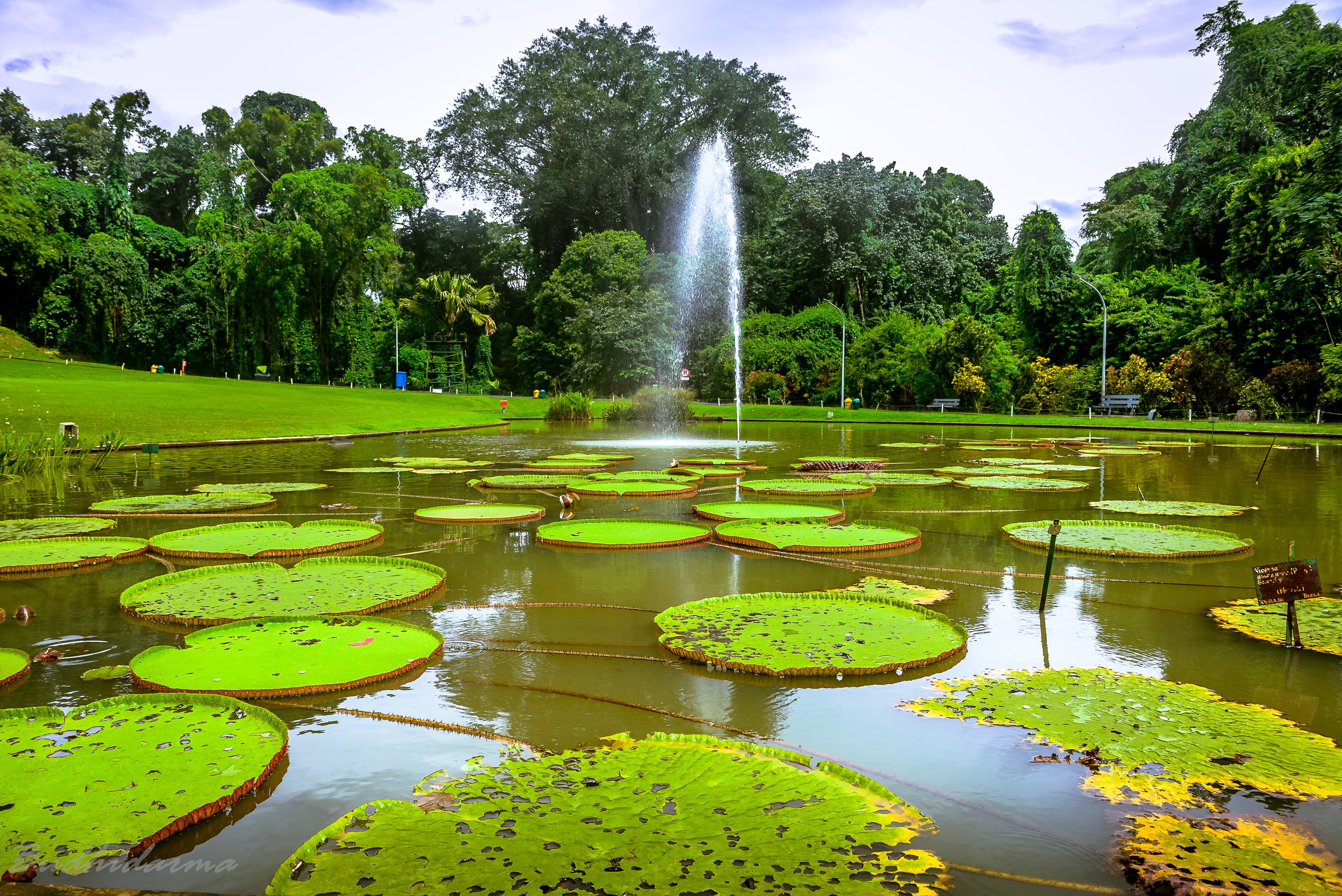 Bogor Botanical Gardens