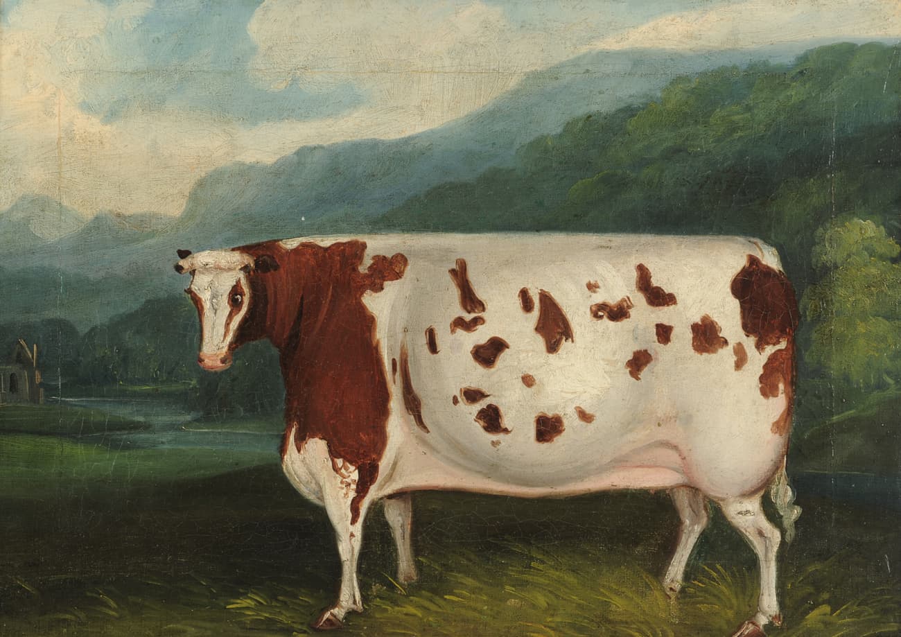 Craven Heifer