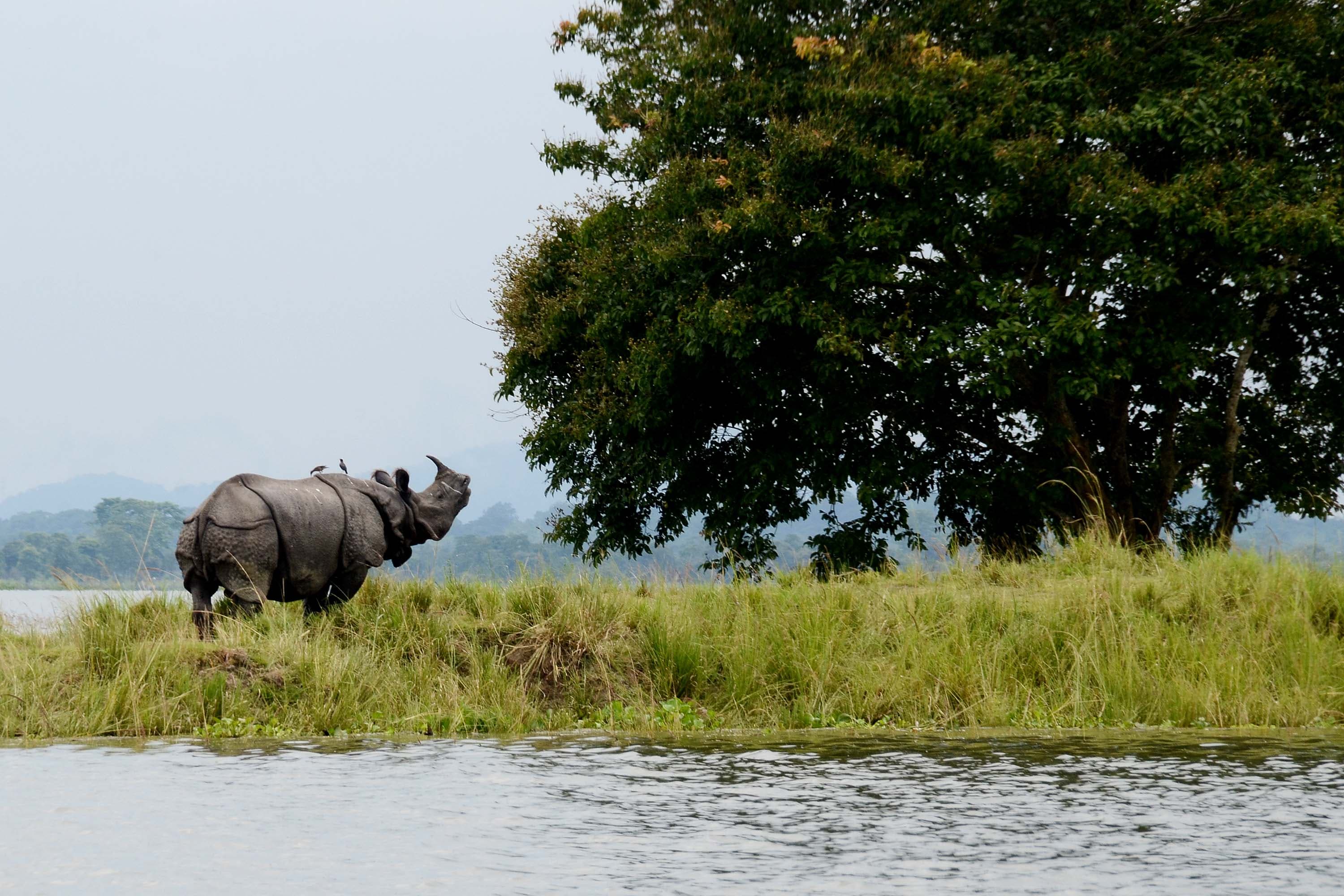 Assam