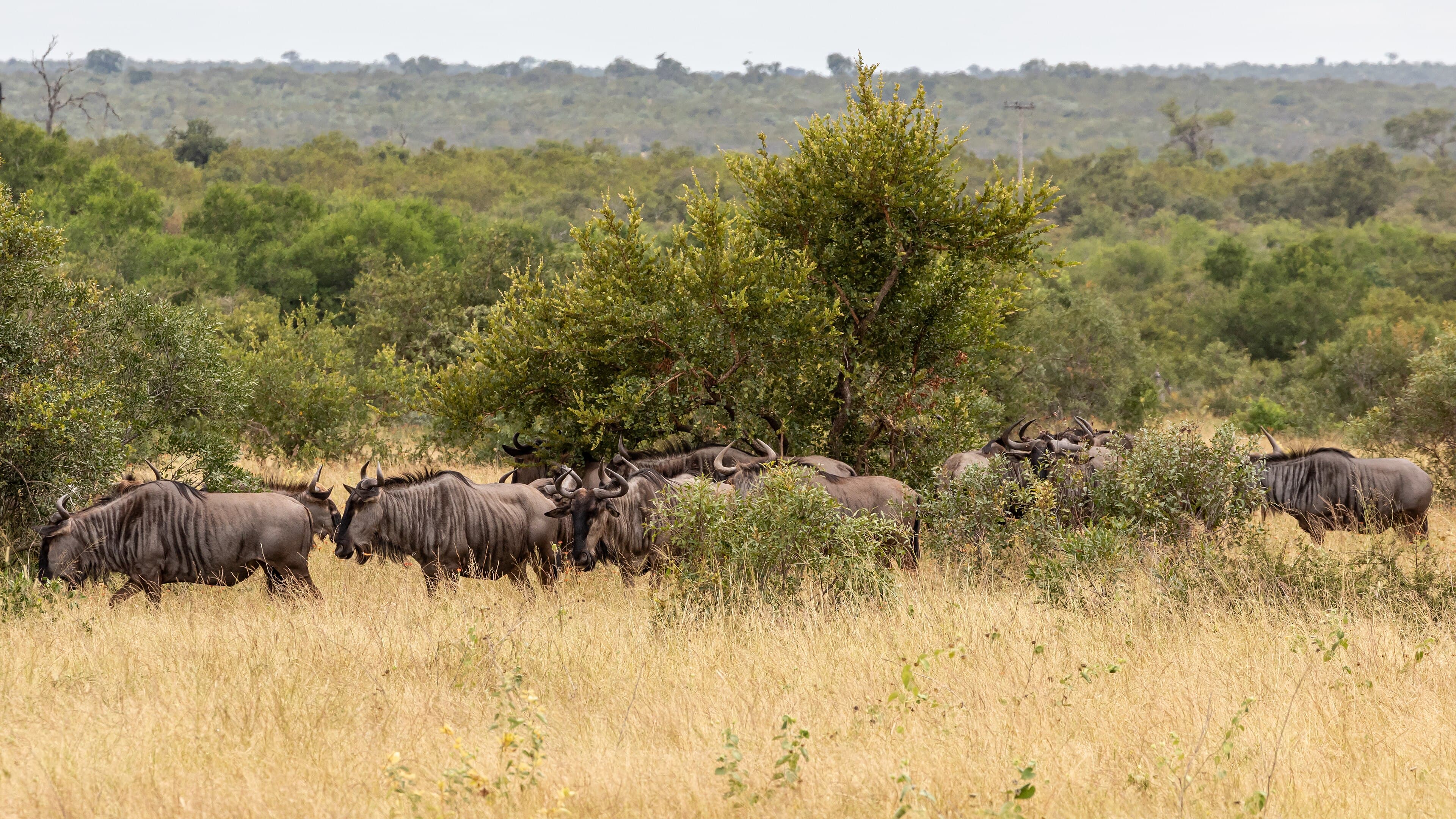 Limpopo